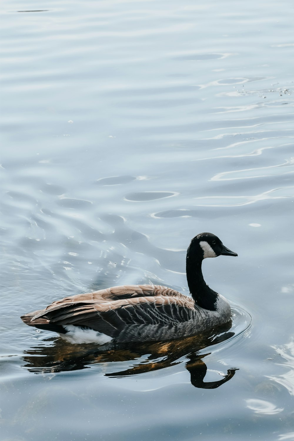 a duck floating on top of a body of water