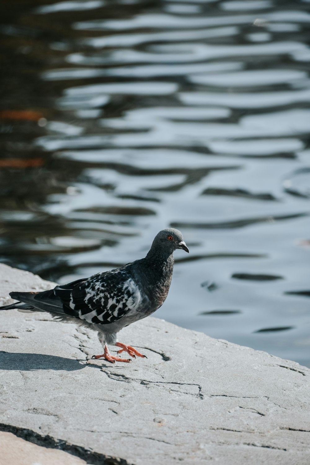 a bird standing on the edge of a body of water