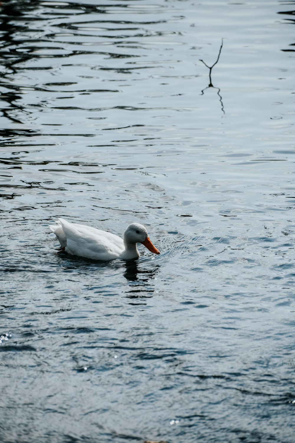 a white duck floating on top of a body of water