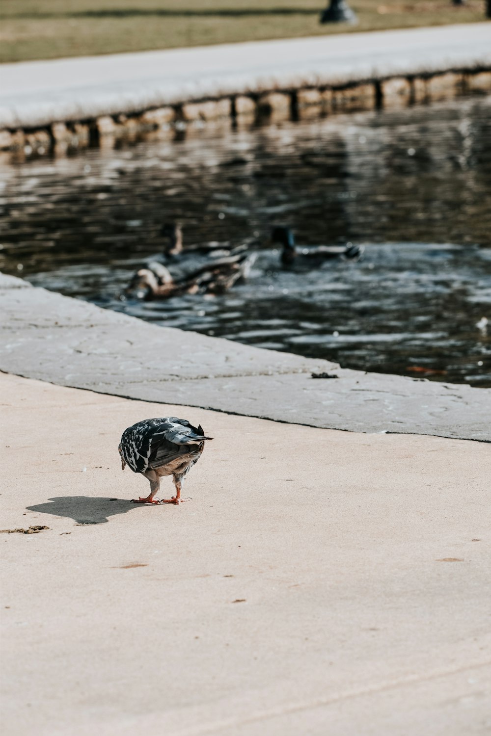 a small bird standing on a sidewalk next to a body of water