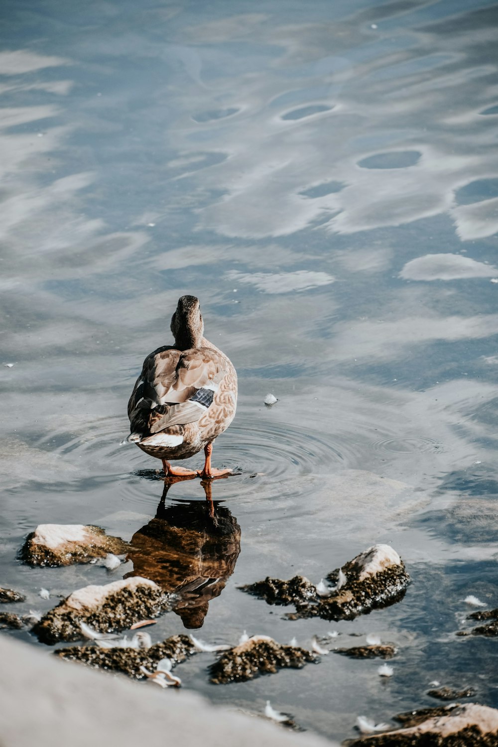 a bird standing on a rock in a body of water