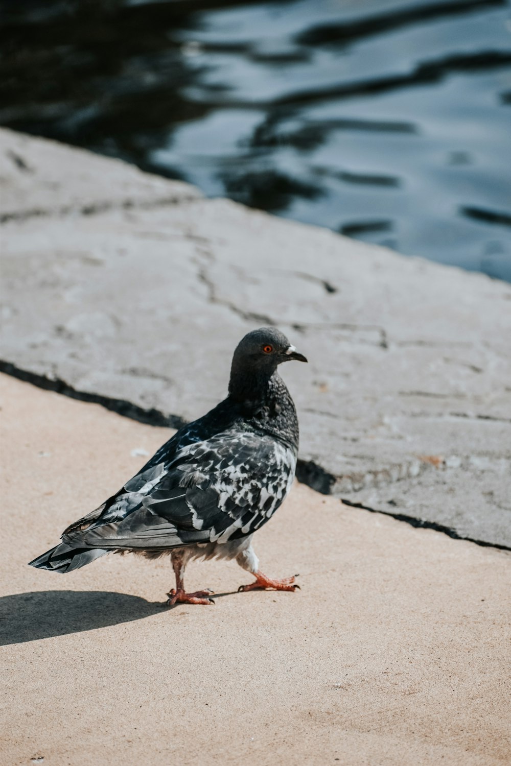 a black and white bird standing on concrete next to water