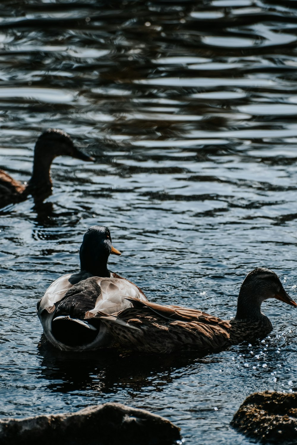 a couple of ducks floating on top of a lake