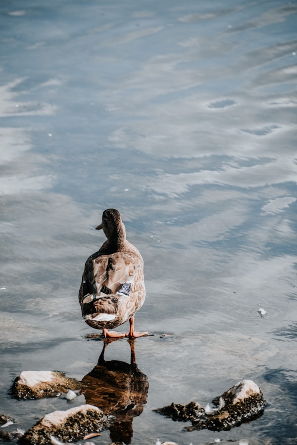 A duck standing on a rock in the water