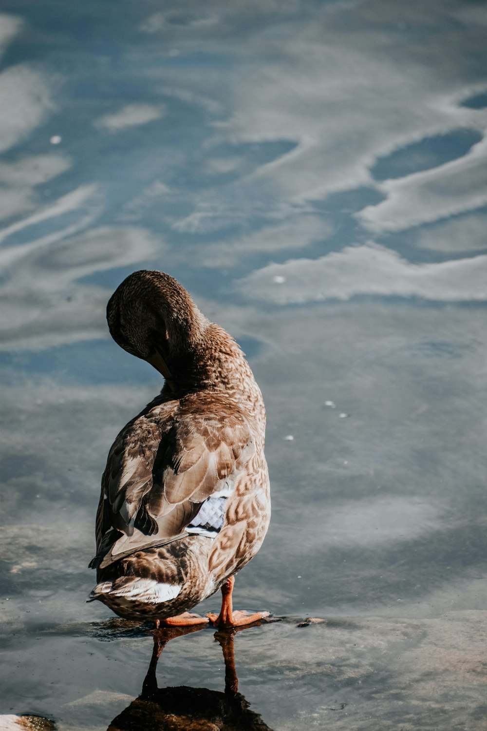a duck standing on a rock in the water