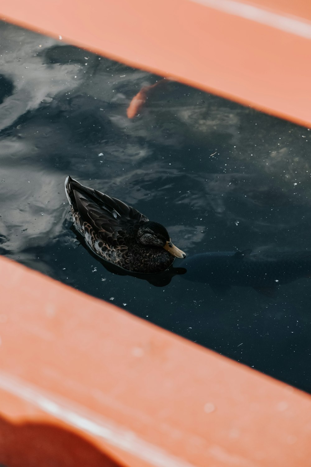 a duck floating on top of a body of water