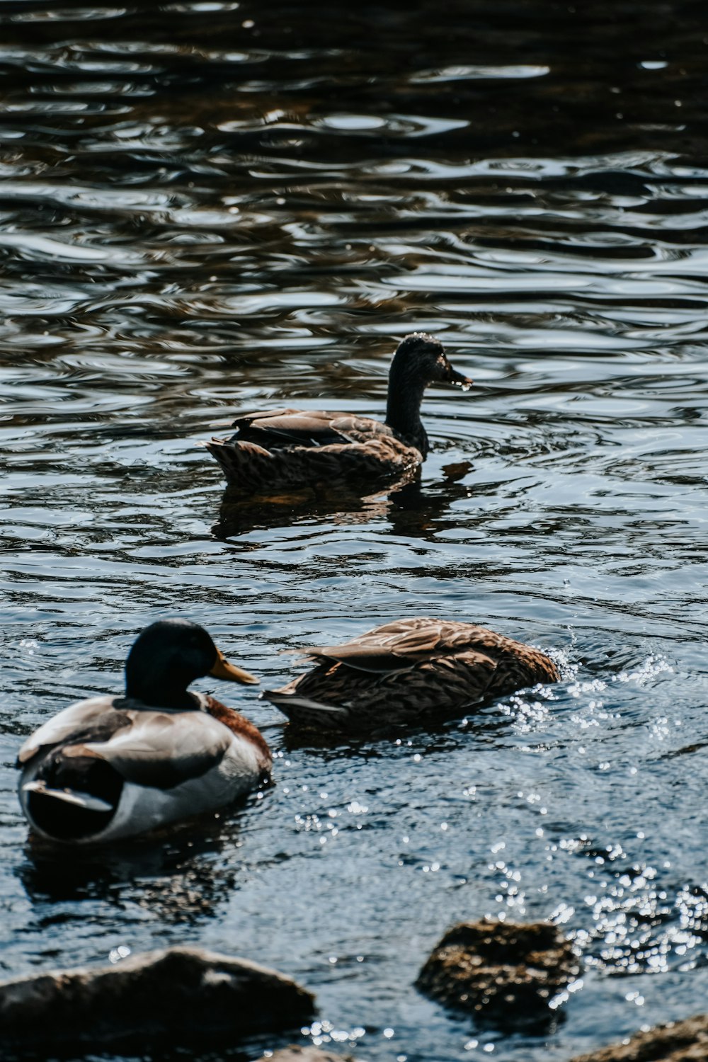 a group of ducks floating on top of a body of water