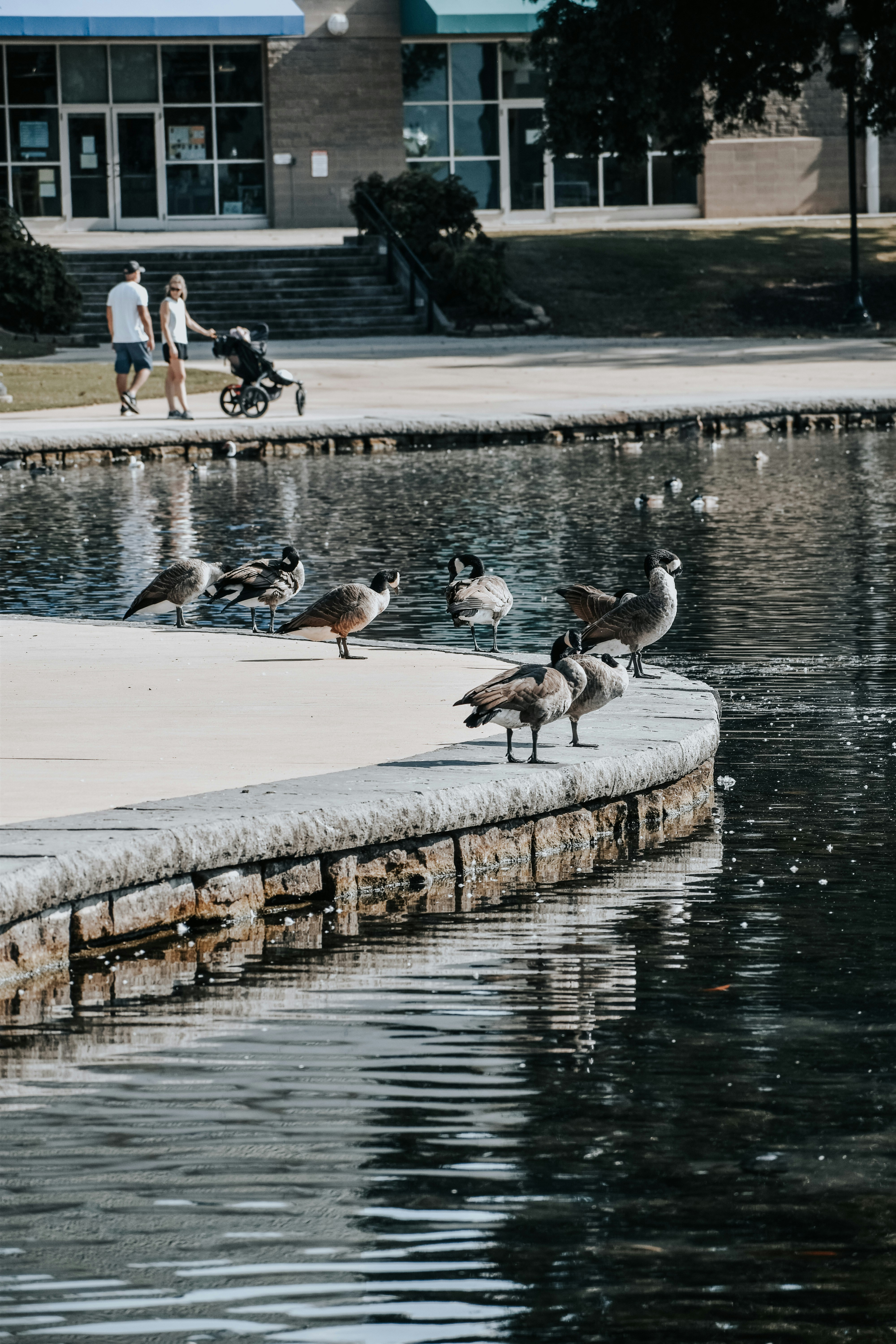 Una bandada de pájaros de pie en el borde de un cuerpo de agua