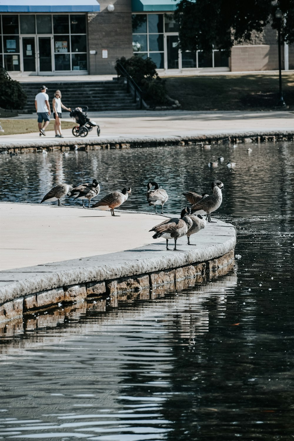 a flock of birds standing on the edge of a body of water