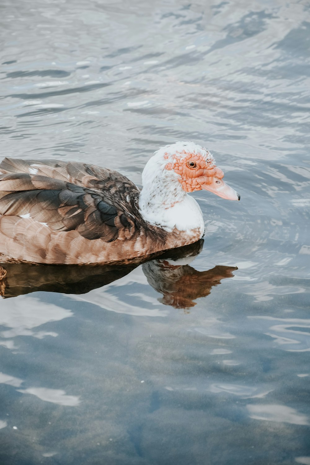 a duck floating on top of a body of water