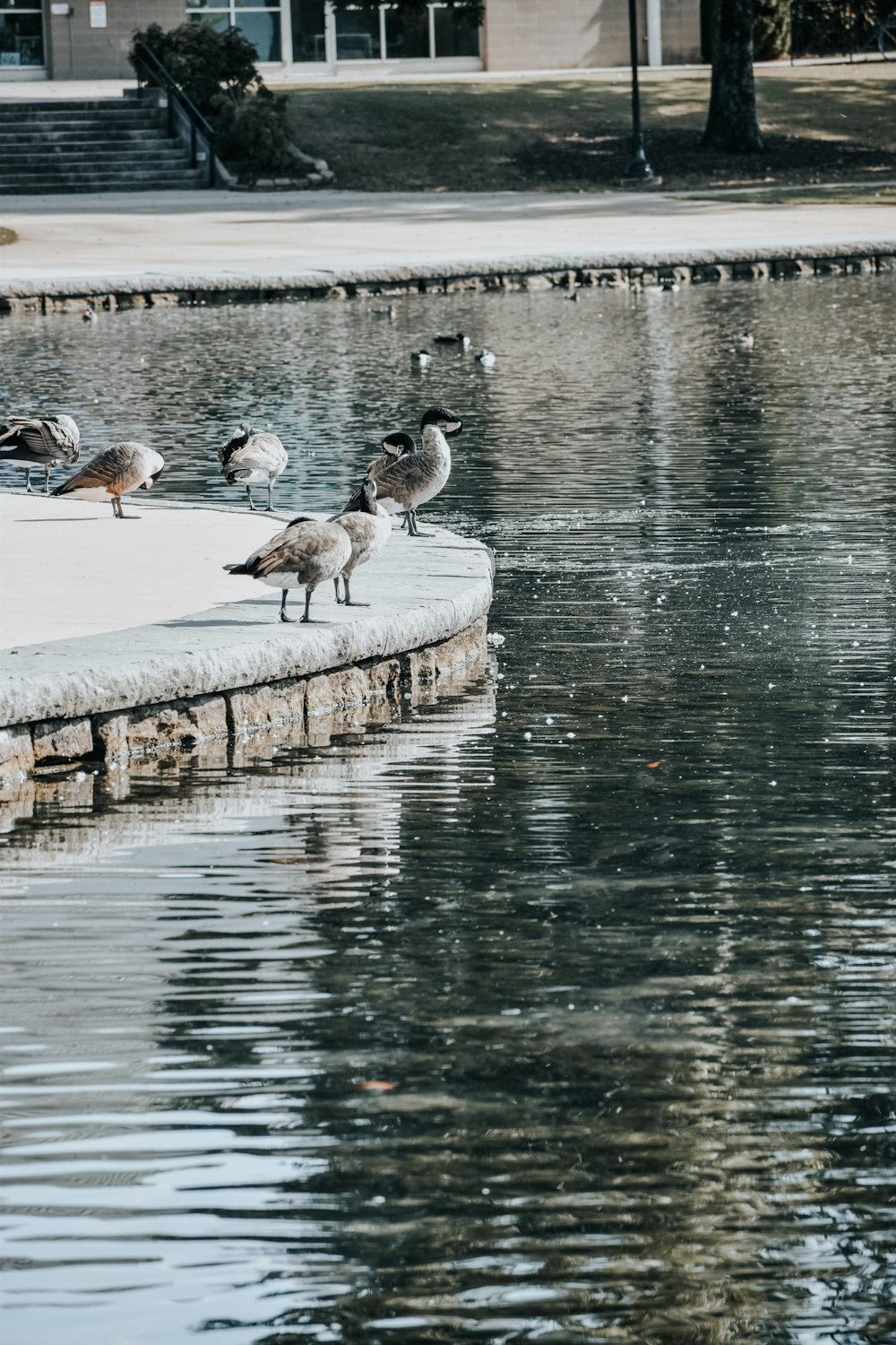 a flock of birds standing on the edge of a body of water