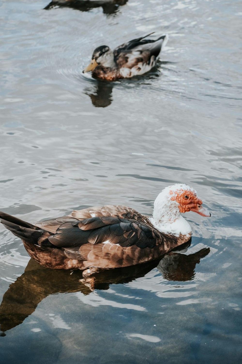 a group of ducks floating on top of a body of water