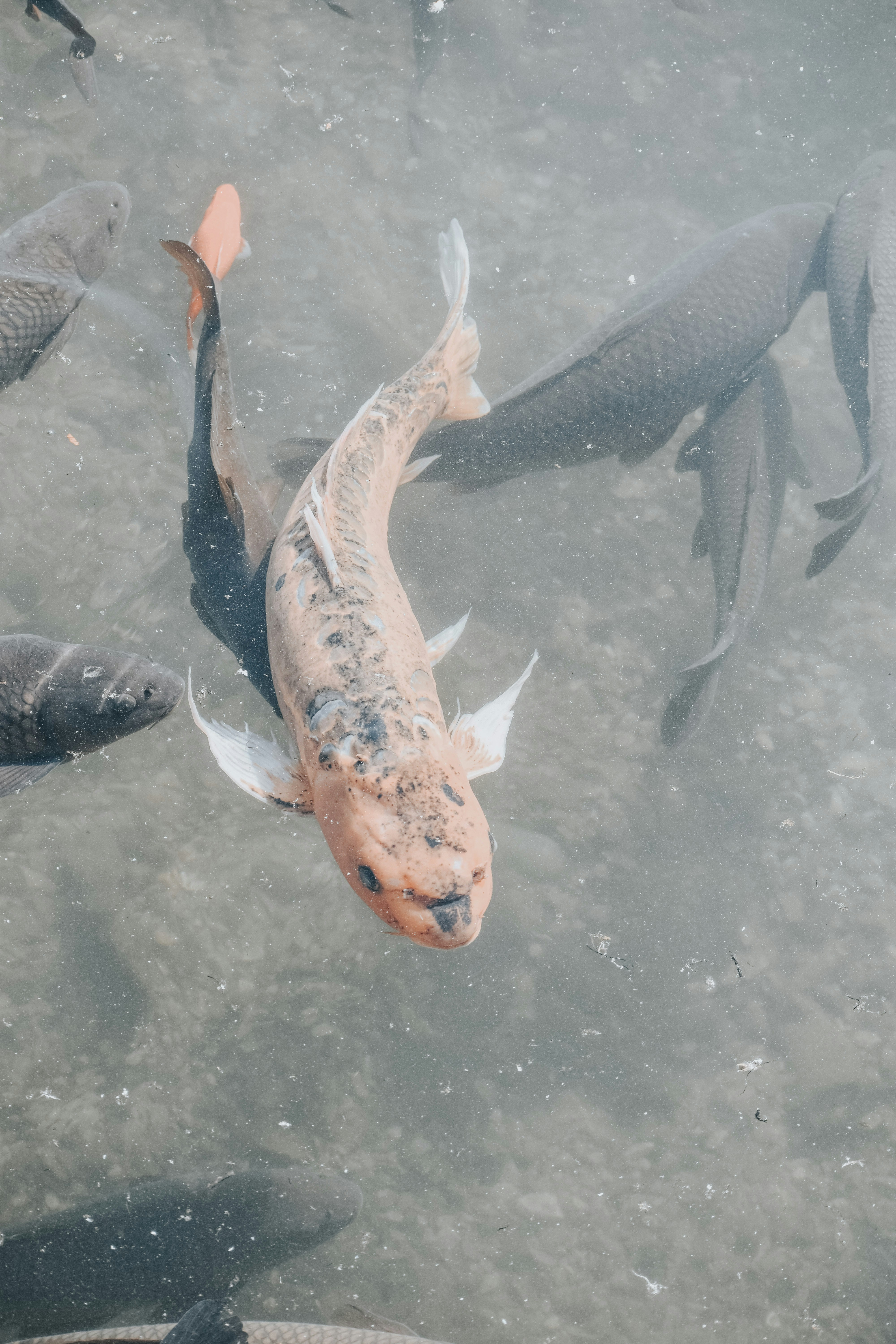 sekelompok ikan berenang di kolam