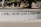 A section of a monument shows an inscription with the phrase 'I WILL NEVER LEAVE A FALLEN COMRADE' in bold capital letters. Part of a statue's leg and boot, likely of a soldier, is visible at the top left. The background features trees and a building with white-framed windows.