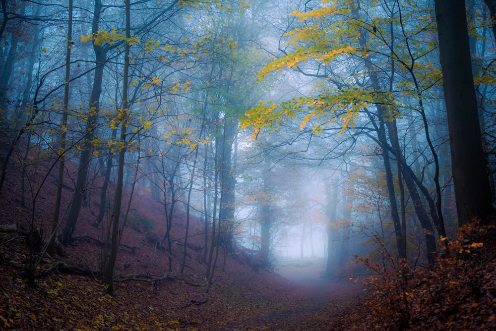 a foggy forest with a trail leading through it