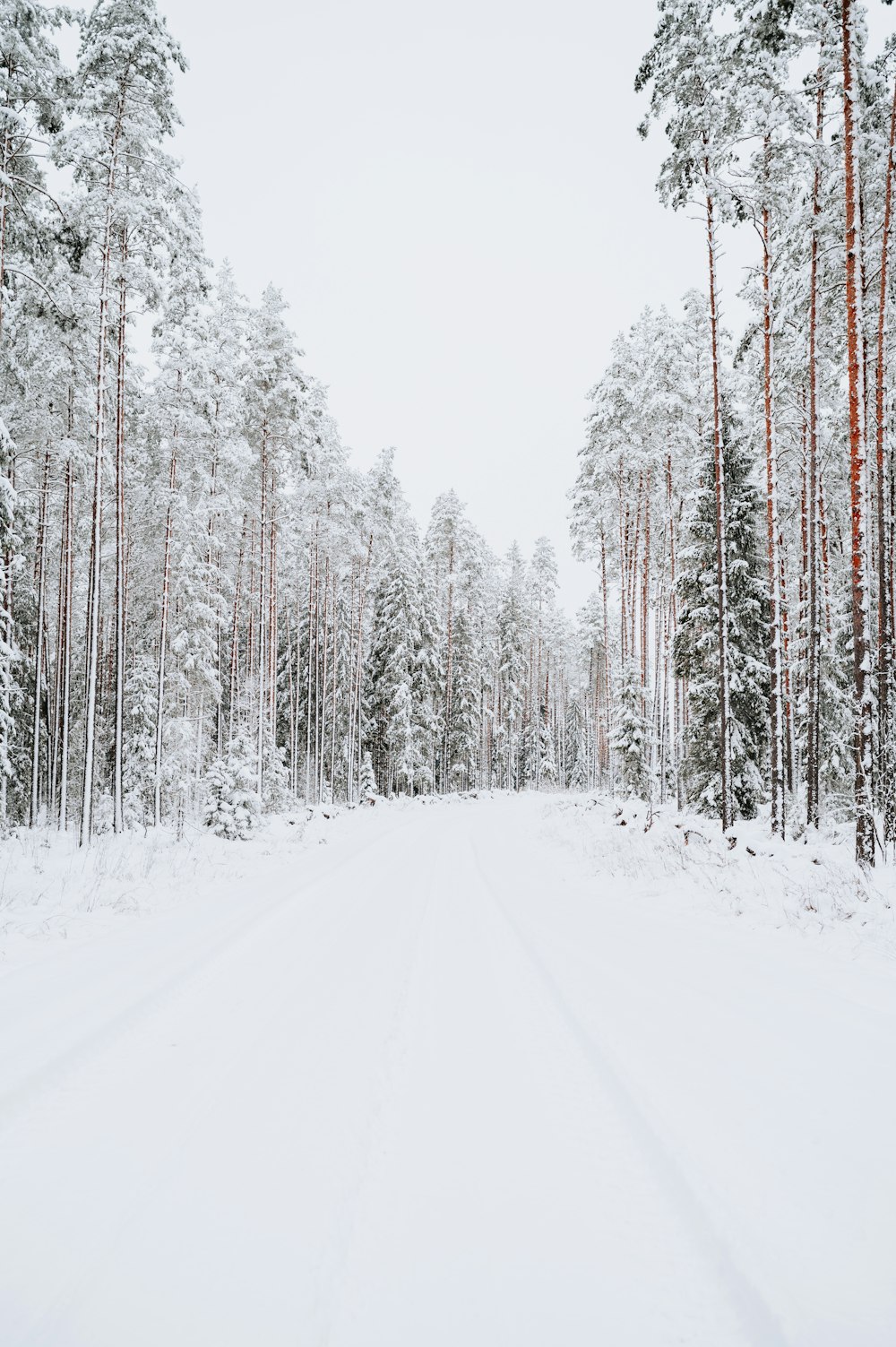 a snow covered road surrounded by tall trees