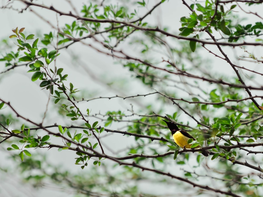 a small bird sitting on a branch of a tree