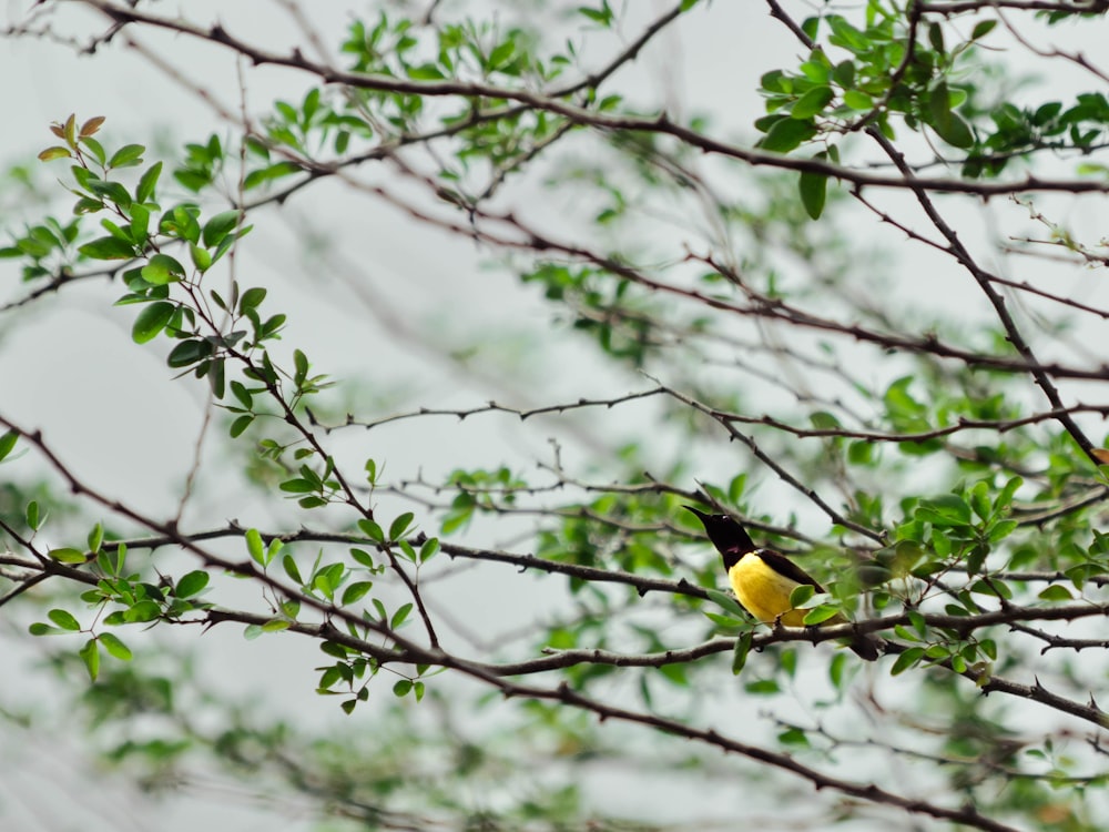 Ein kleiner Vogel sitzt auf einem Ast eines Baumes