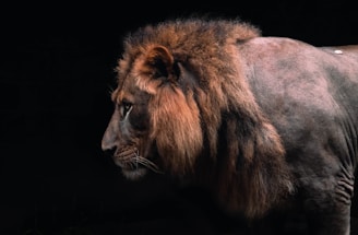 A majestic lion with a thick, dark mane gazes intently to the left against a stark black background, highlighting the texture of its fur and the intensity of its expression.