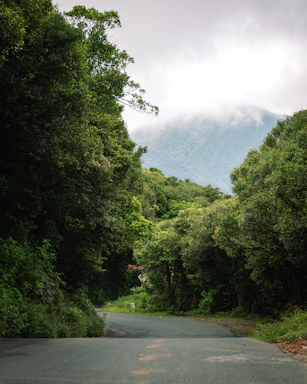 Sunset view of a winding trail through the lush Sri Lankan jungle, inviting adventure.