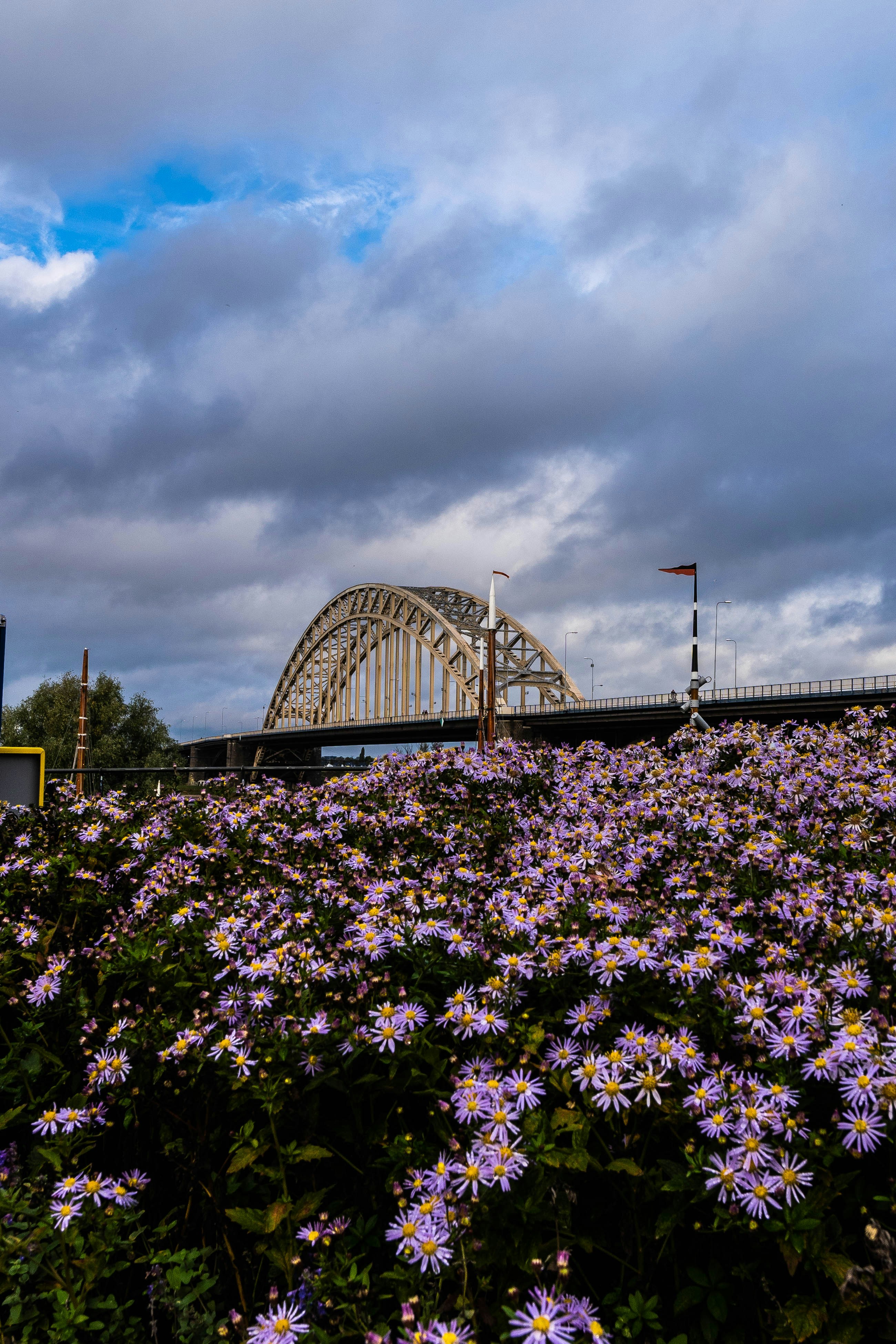 a field of purple flowers with a bridge in the background