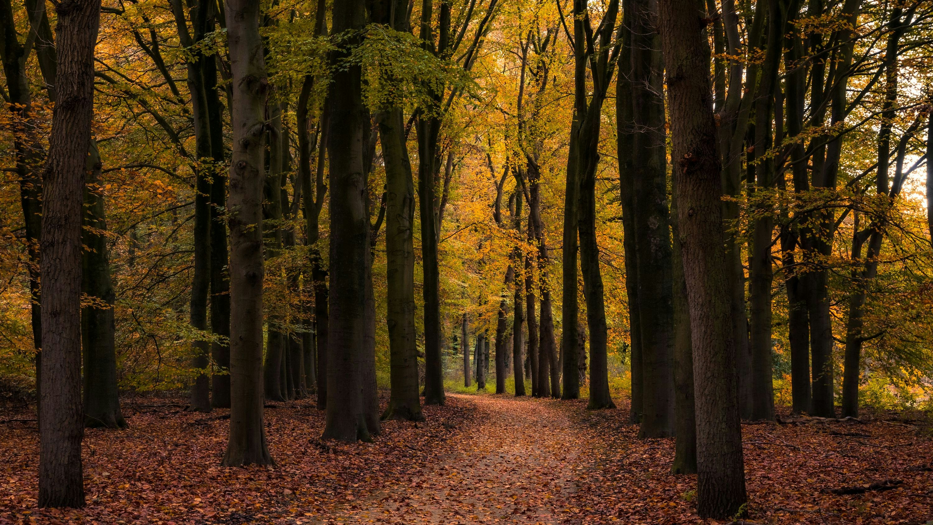 a path through a forest filled with lots of trees
