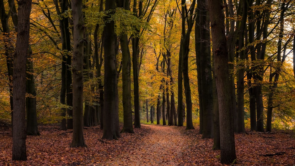 a path through a forest filled with lots of trees