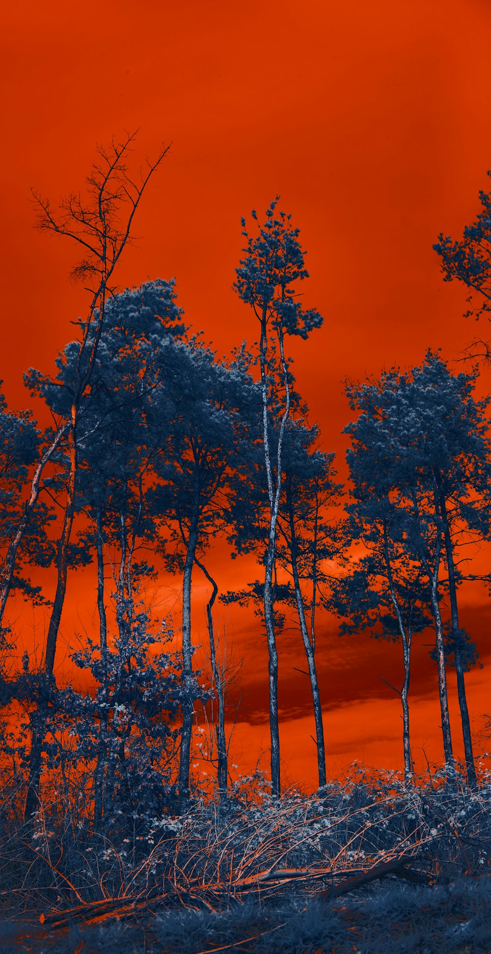 a group of trees with a red sky in the background