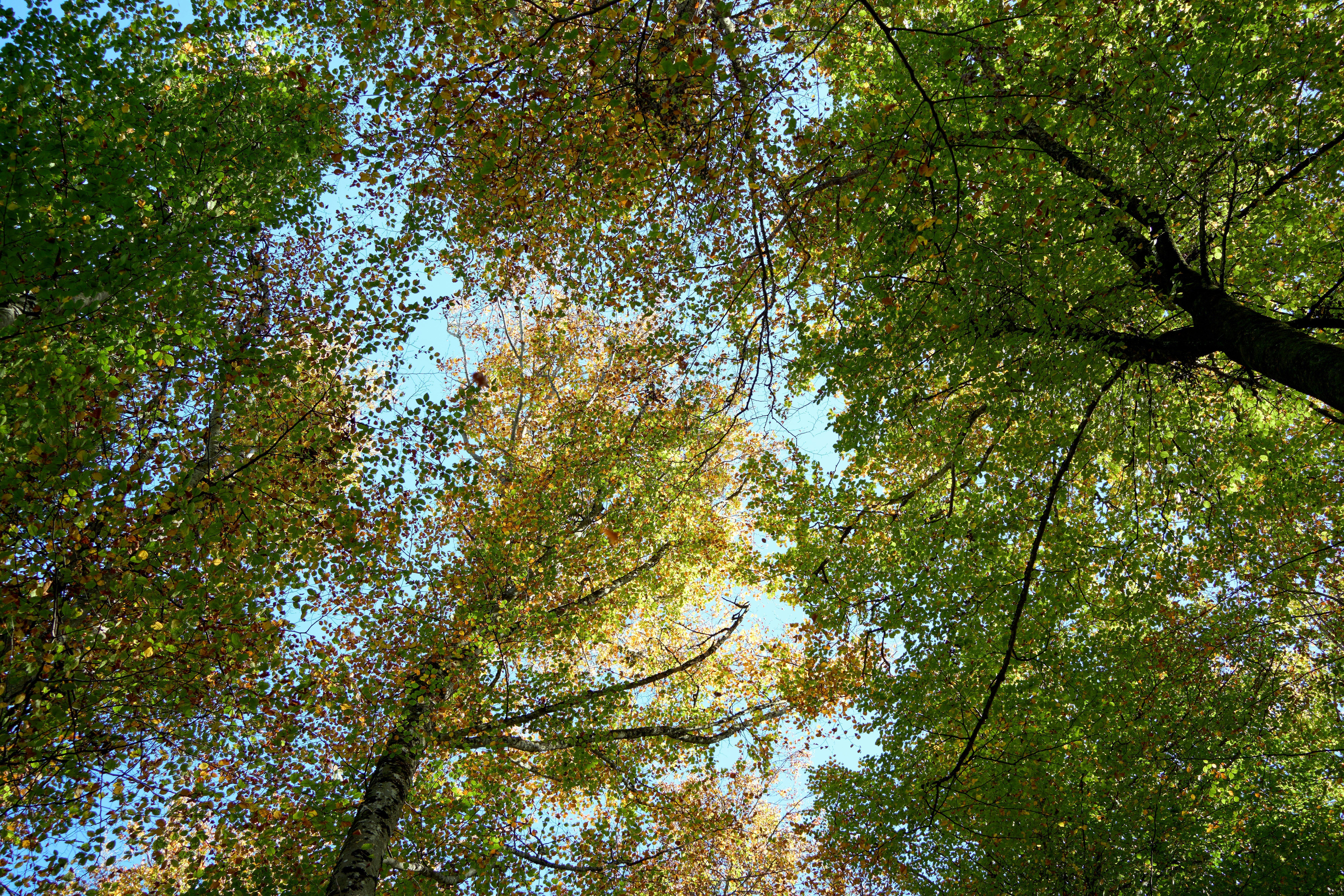 Photo by wolfgang_hasselmann