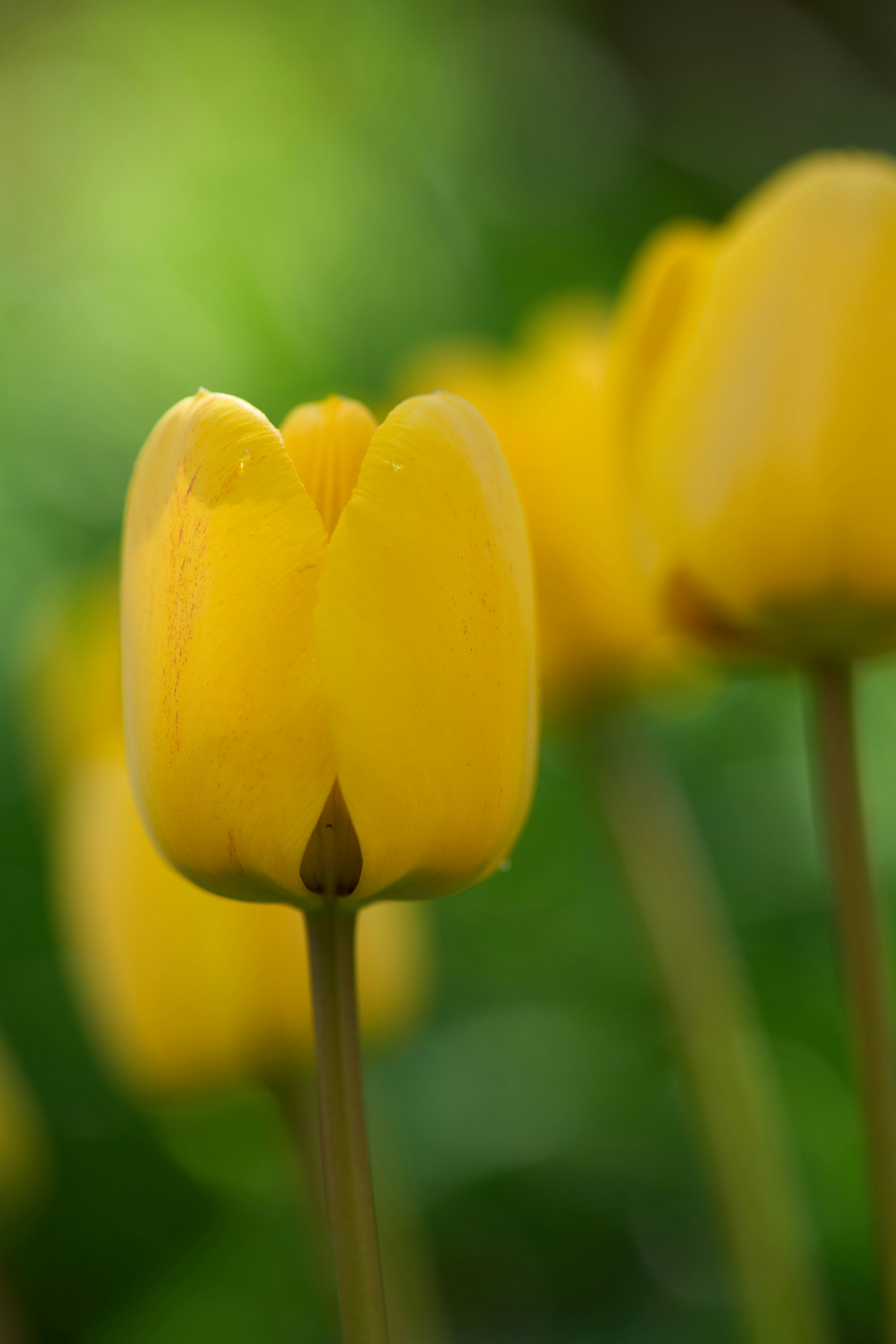 Photo by wolfgang_hasselmann