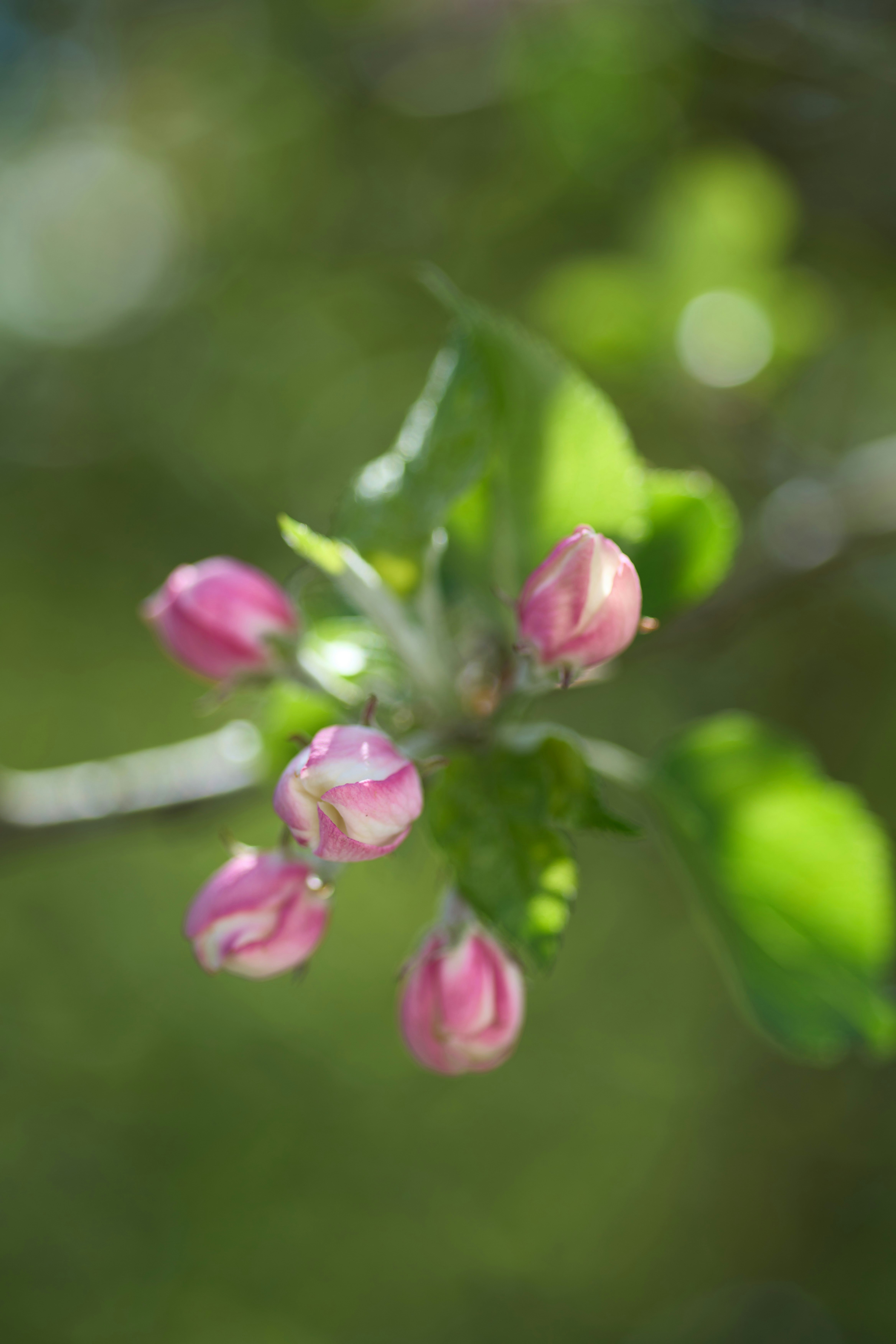 Photo by wolfgang_hasselmann