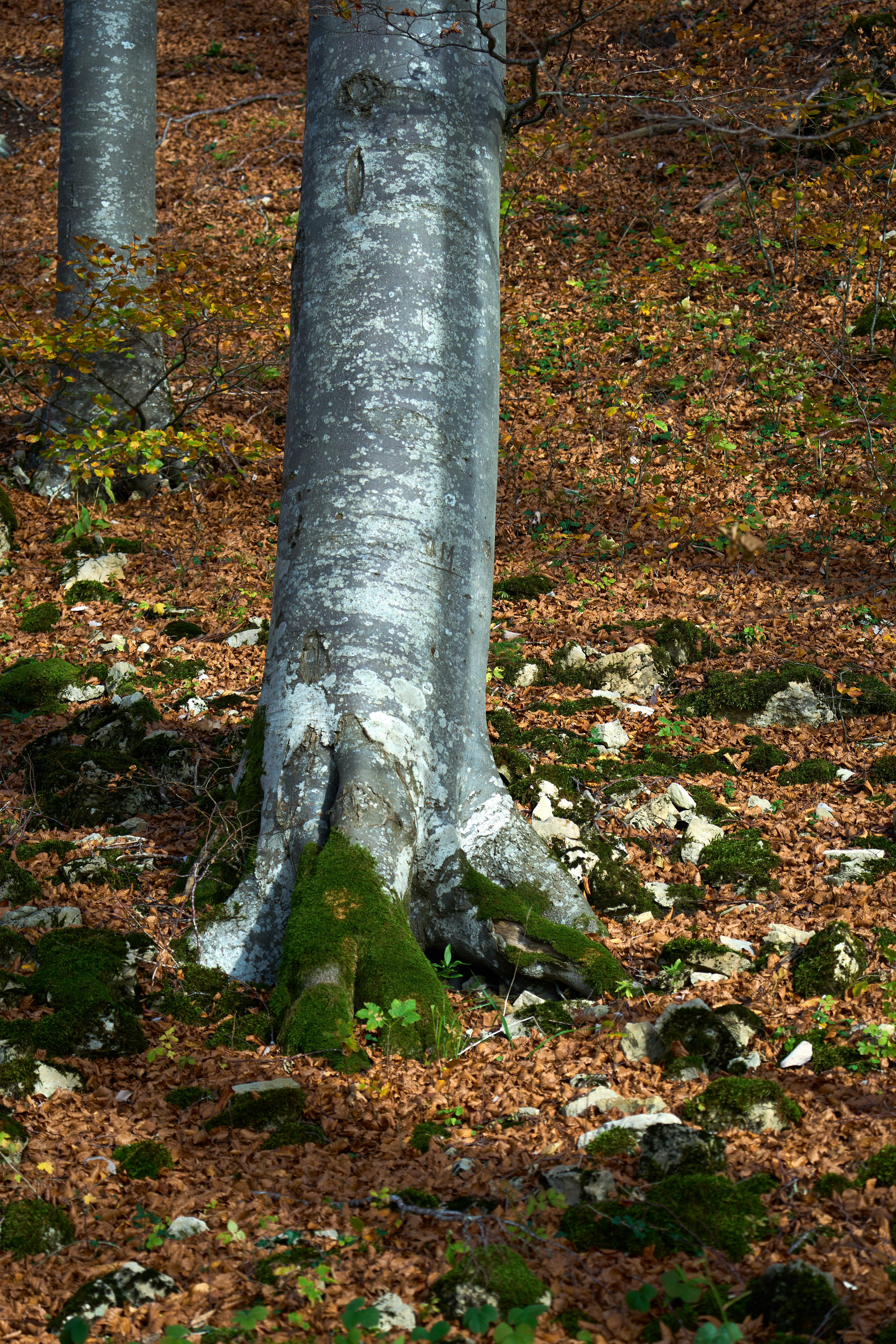 a tree with moss growing on it in a forest