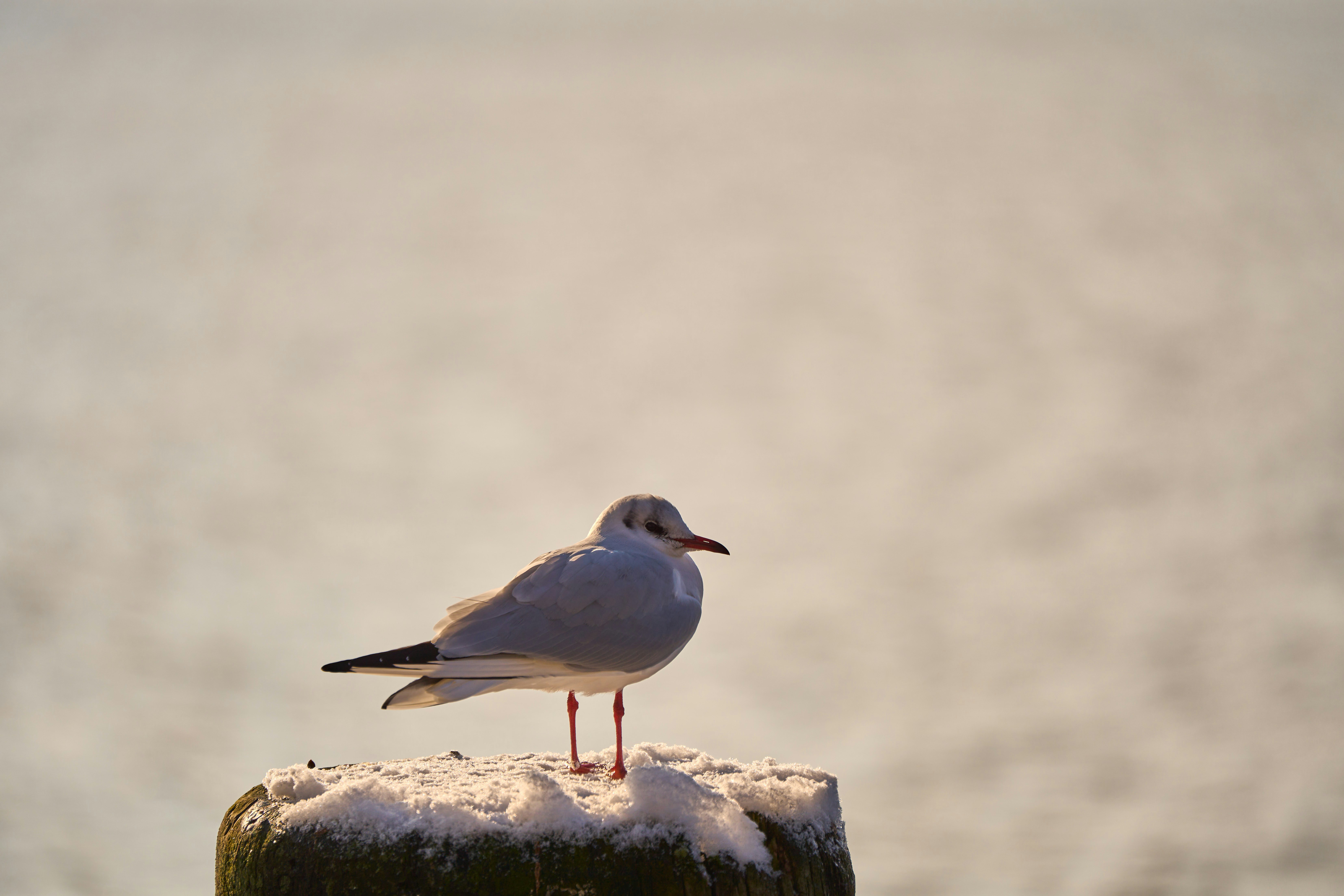 Photo by wolfgang_hasselmann