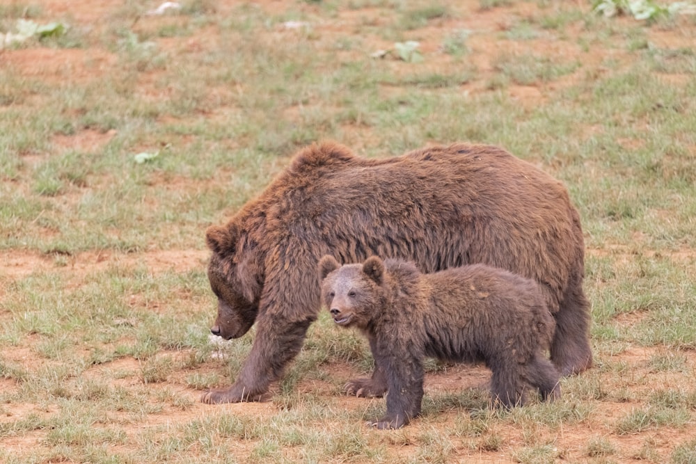 a large brown bear and a baby bear in a field