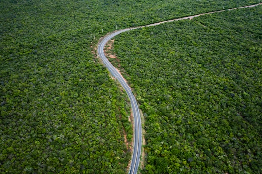a winding road in the middle of a lush green forest