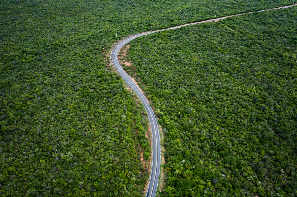 a winding road in the middle of a lush green forest