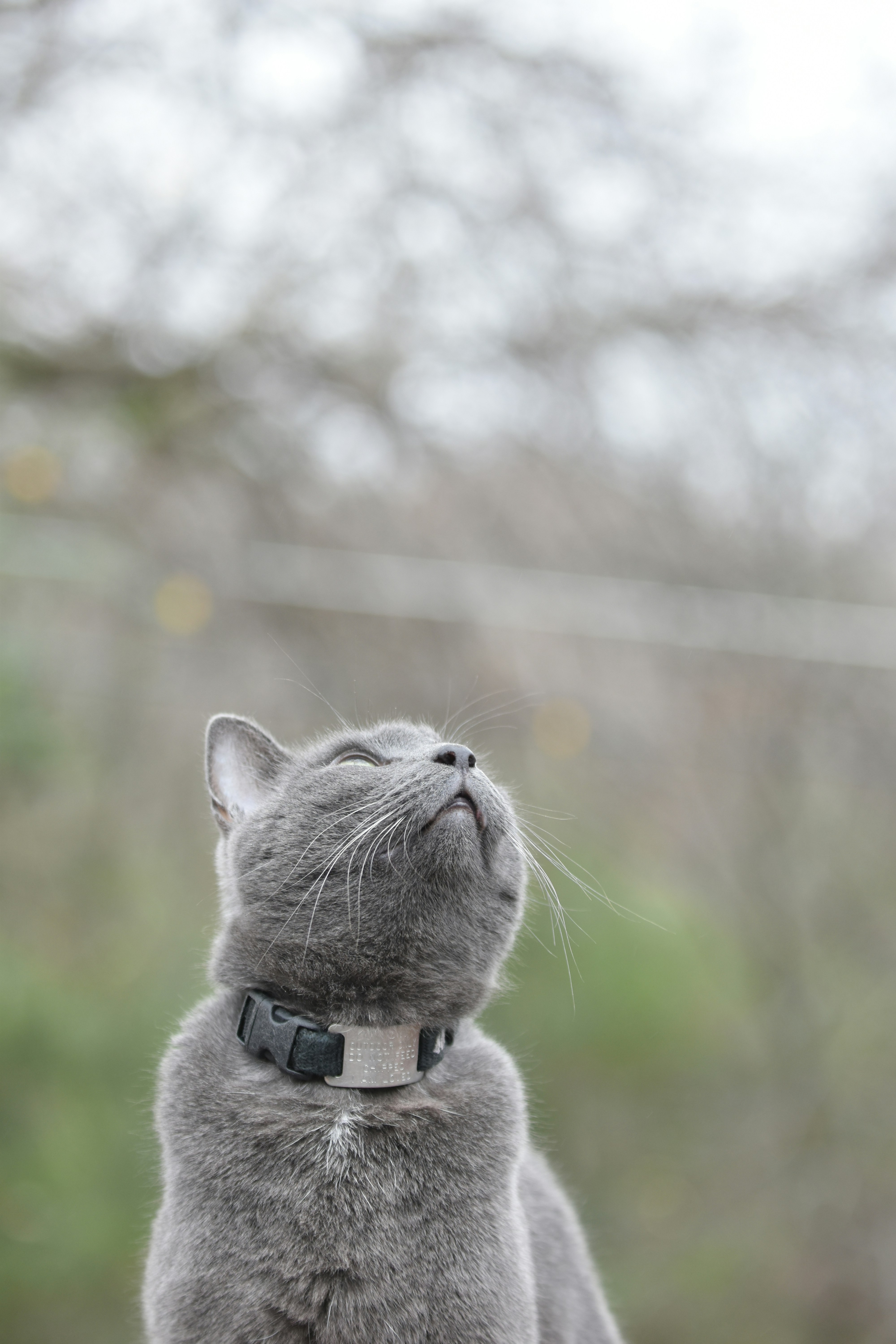 a gray cat sitting on top of a wooden table