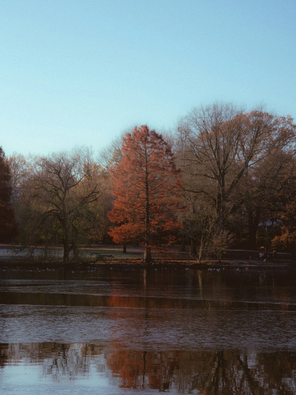 a body of water with trees in the background