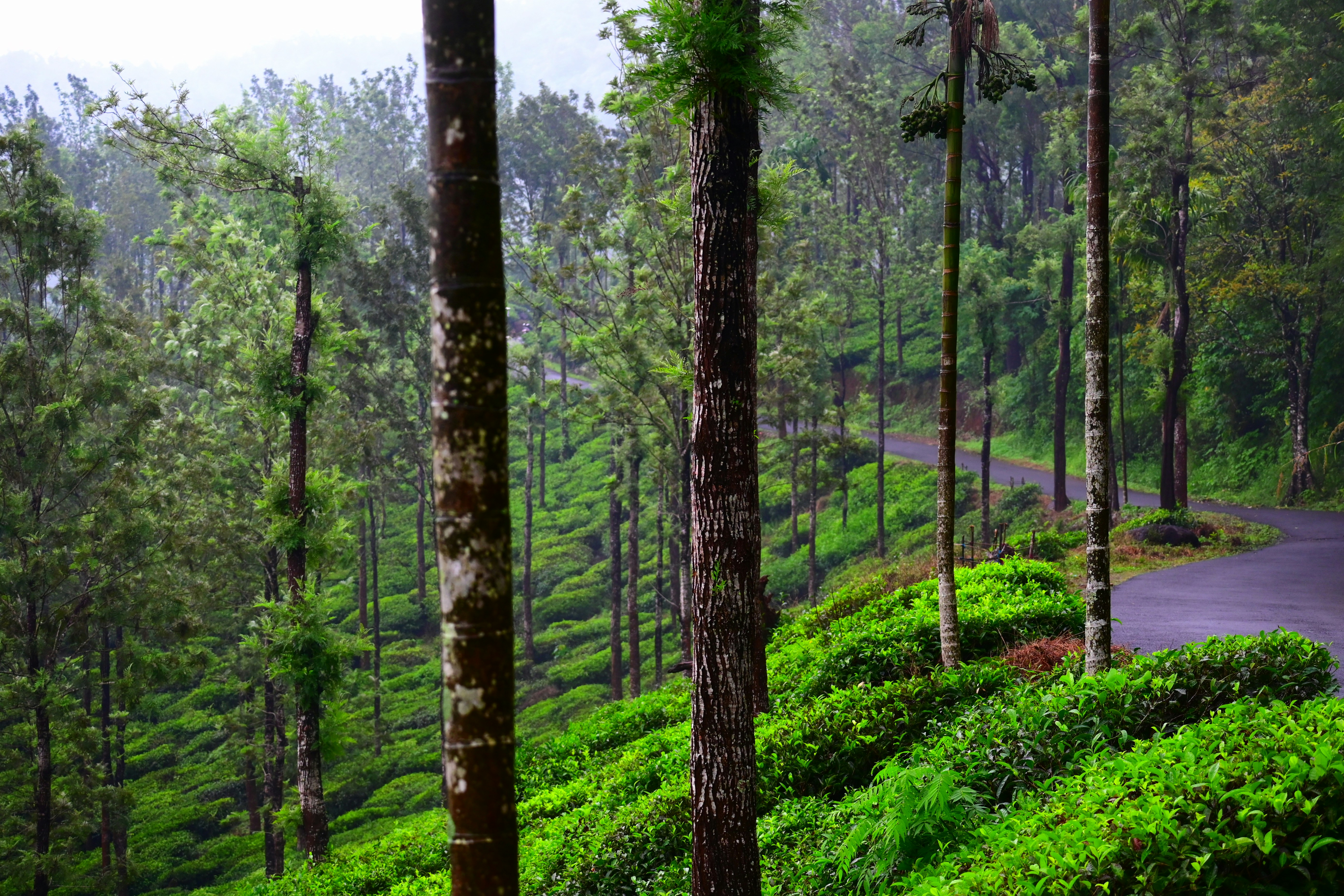 Photo by shashank7861