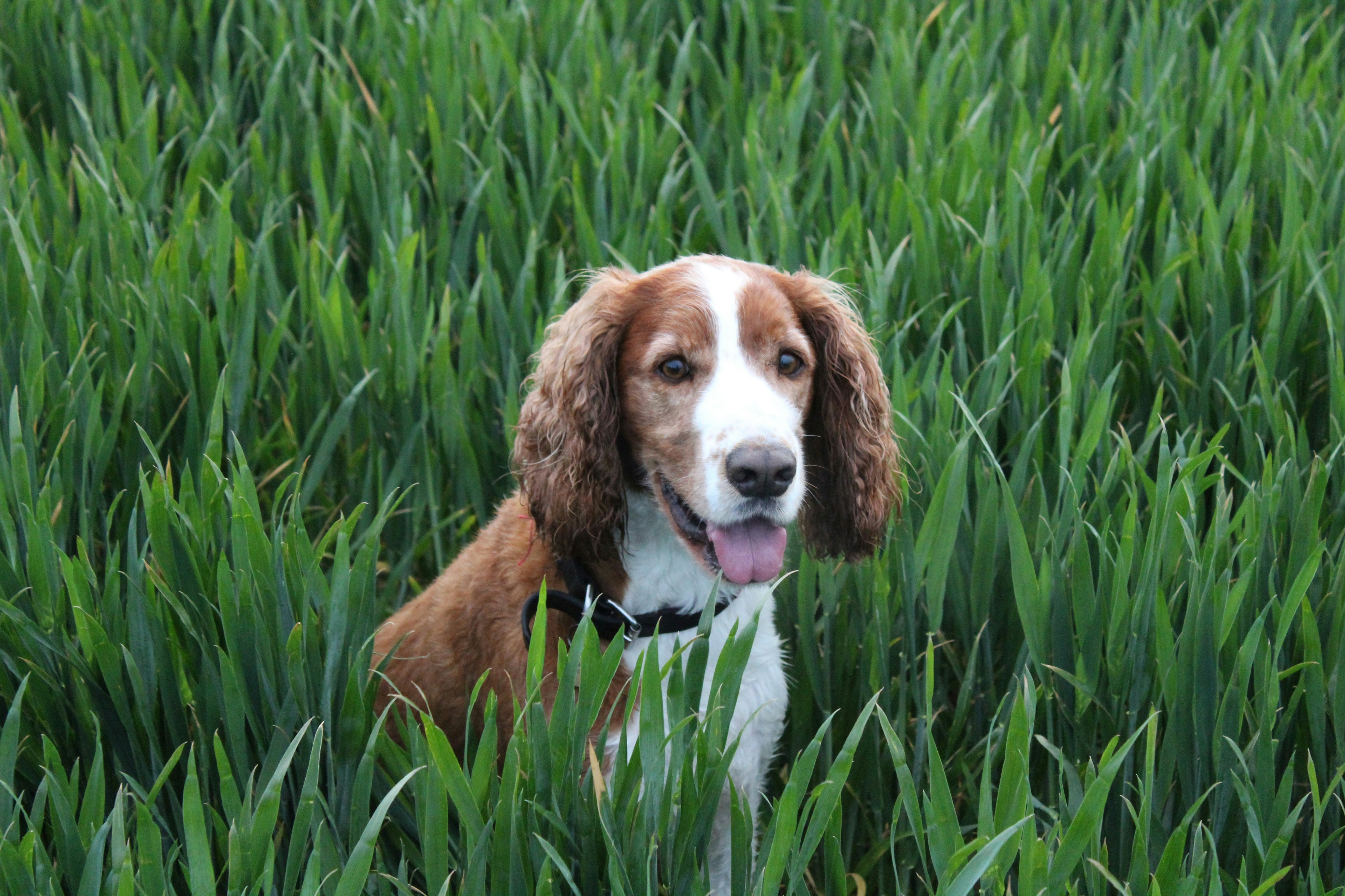 Crop field using our fertilizers