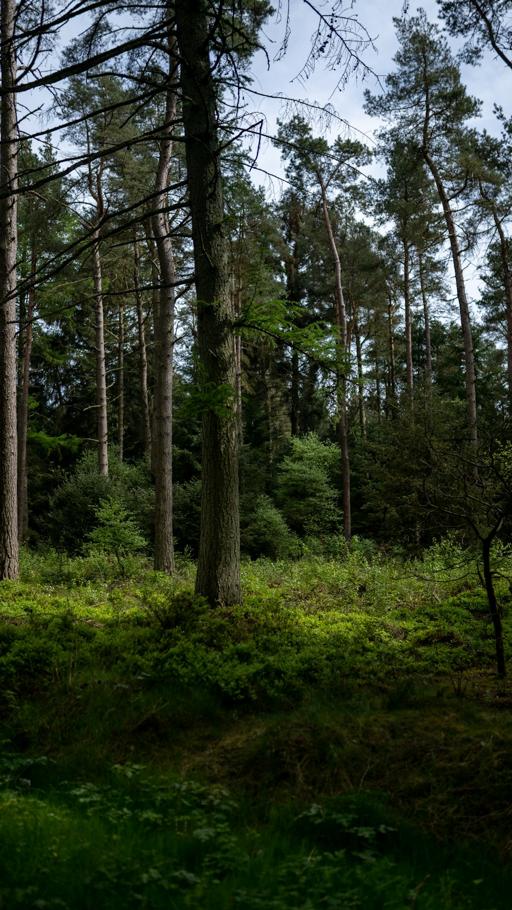 a lush green forest filled with lots of trees