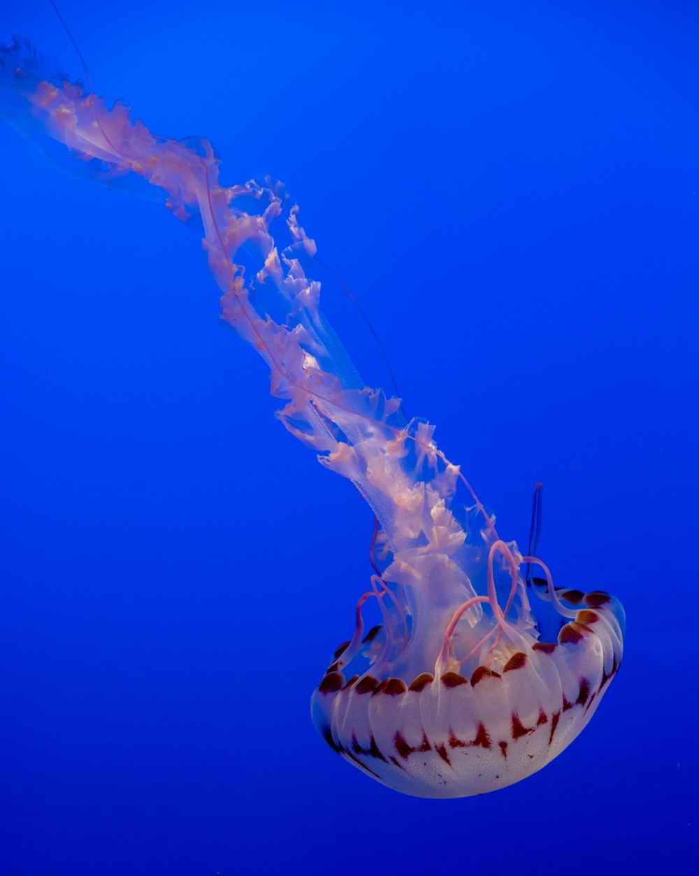 a jellyfish swimming in the blue water