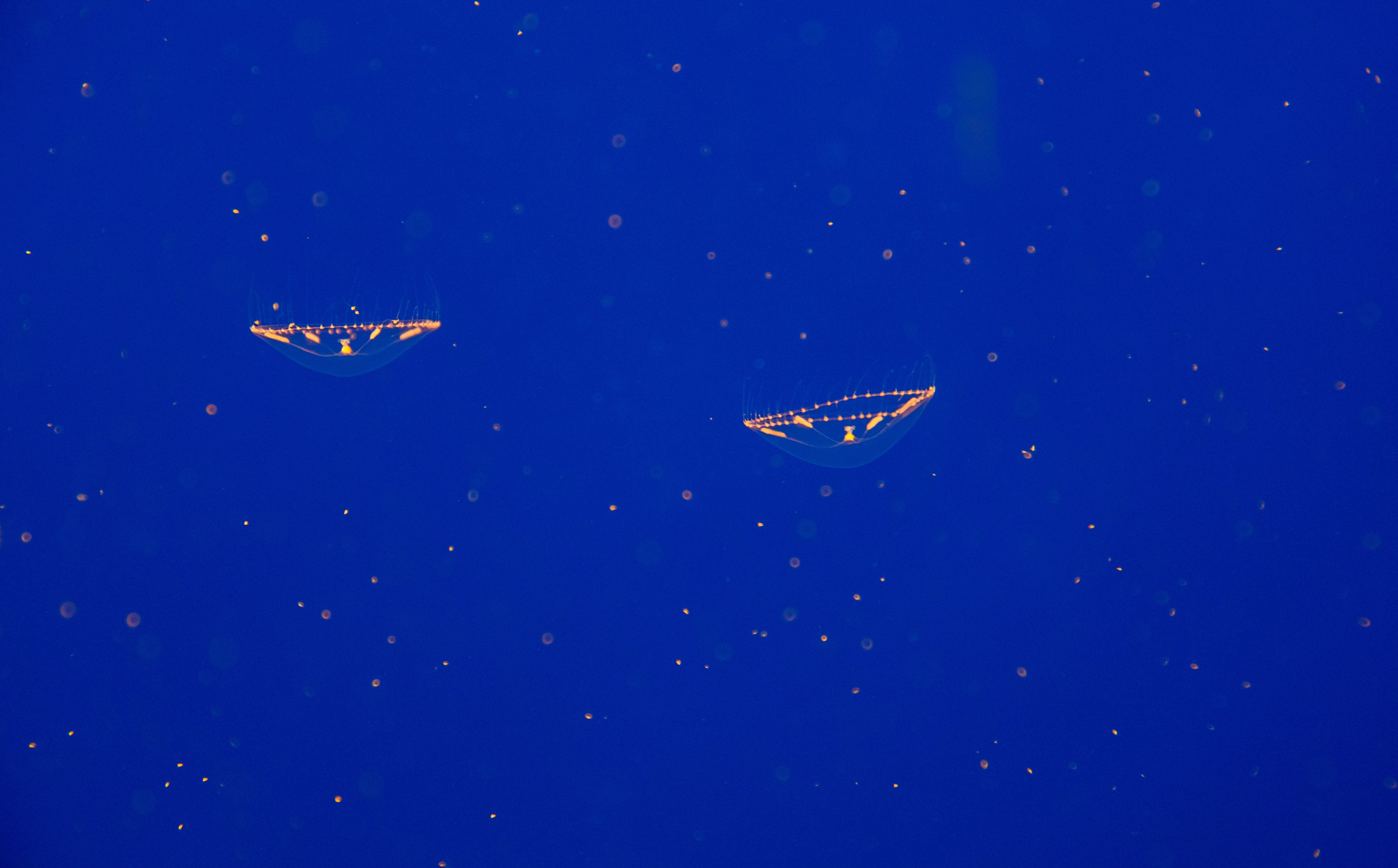 Ein paar Drachen fliegen durch einen blauen Himmel