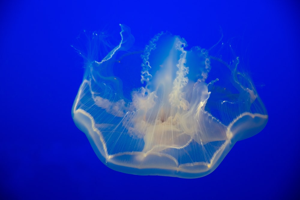 a close up of a jellyfish in the water