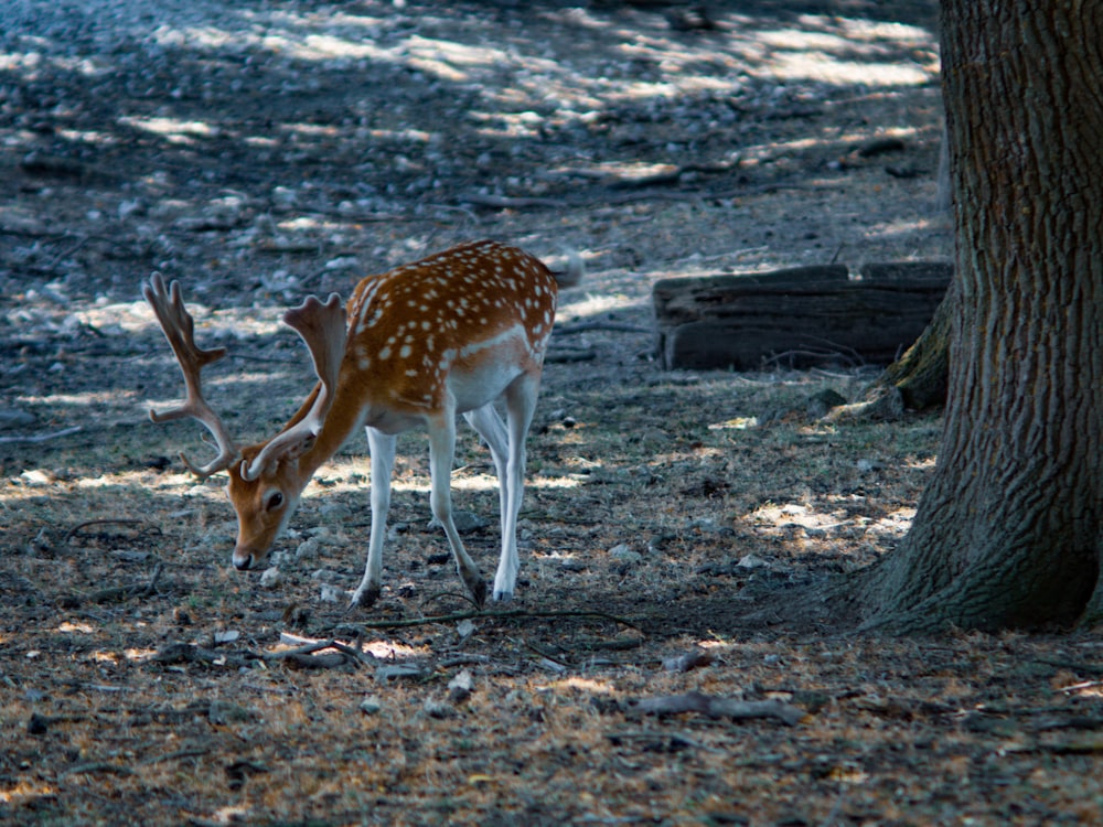 a small deer standing next to a tree