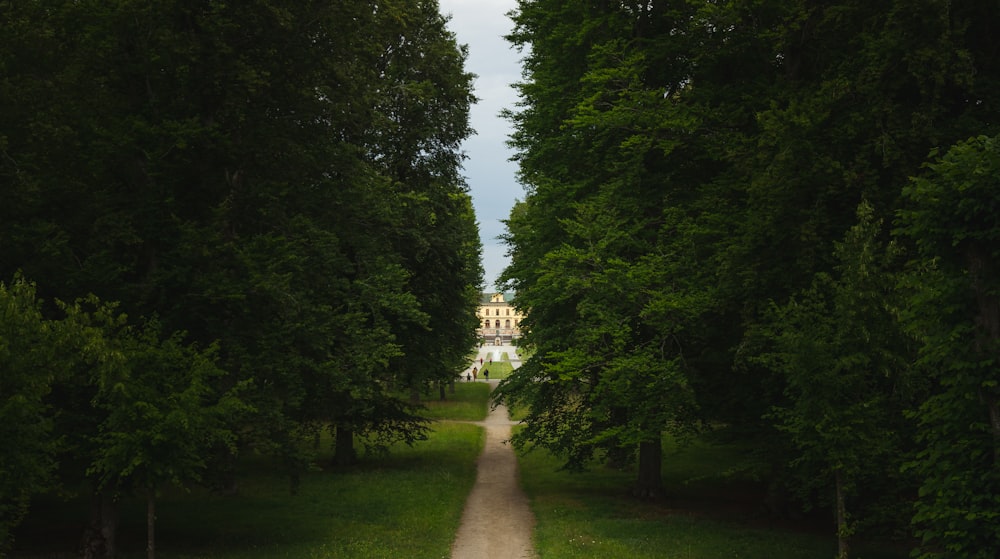 a dirt road in the middle of a lush green forest