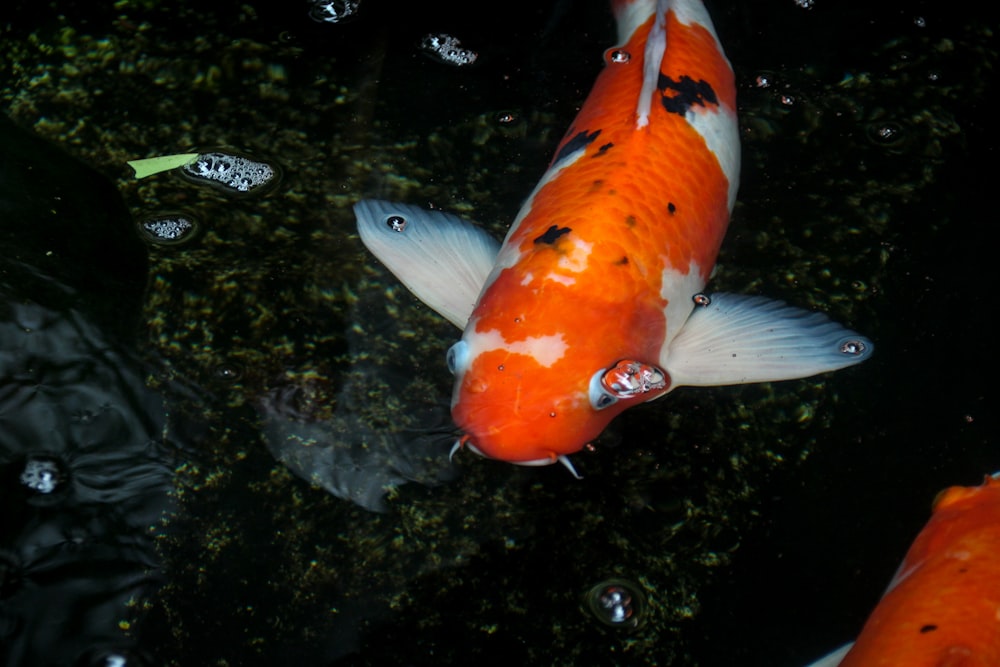 a couple of orange and white fish in a pond