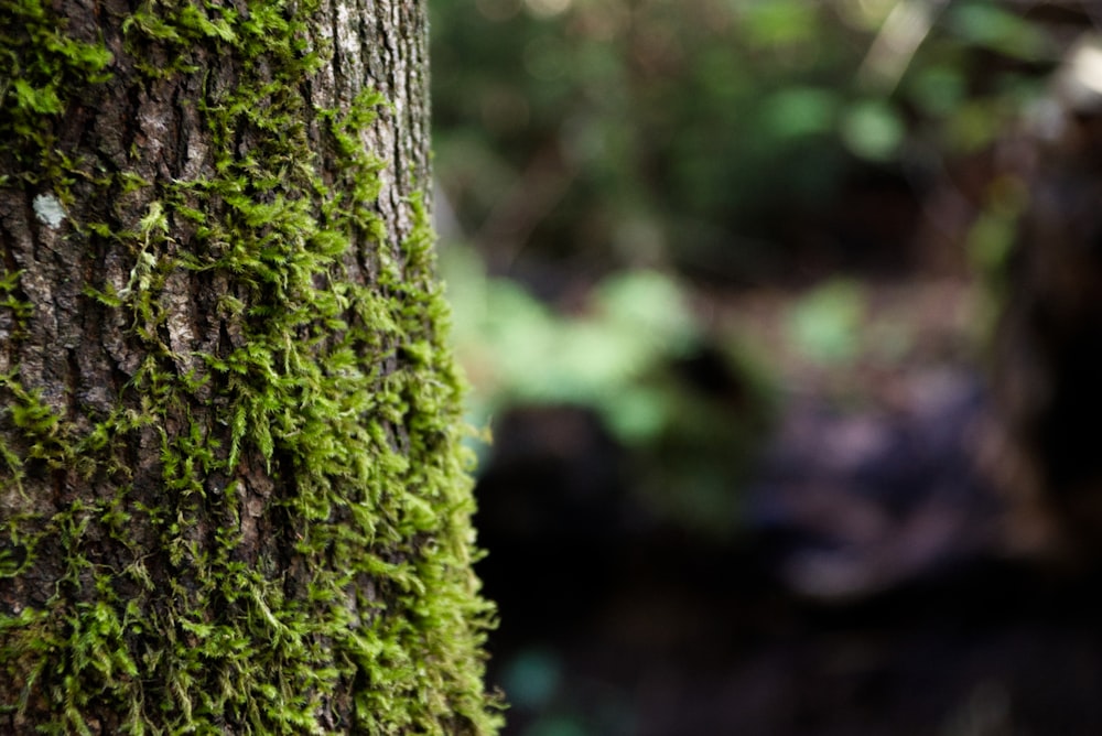 Un primer plano de un árbol con musgo creciendo en él