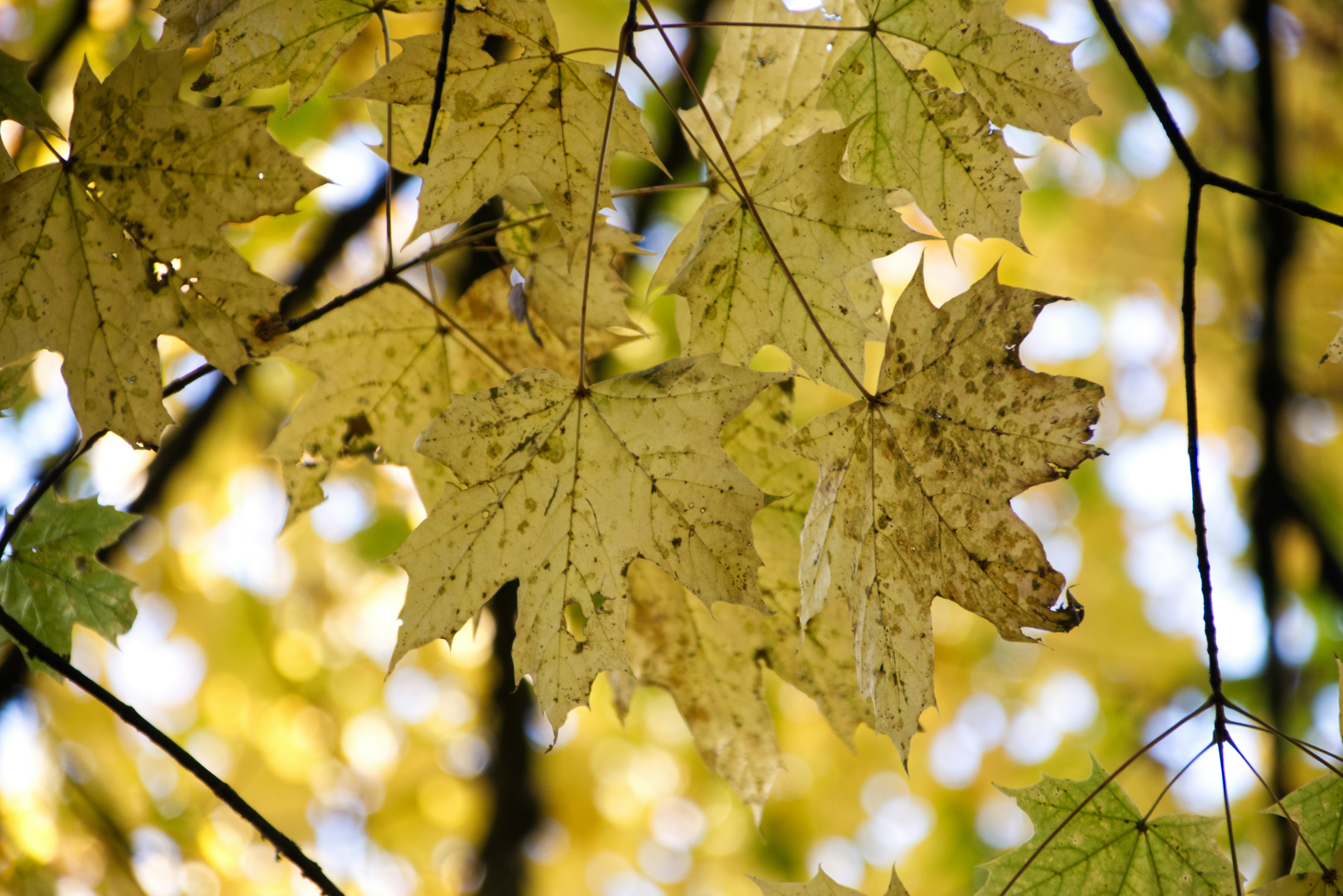 Photo by itsleiladehaan