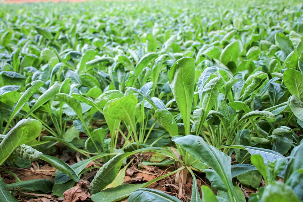 a field full of green plants with lots of leaves